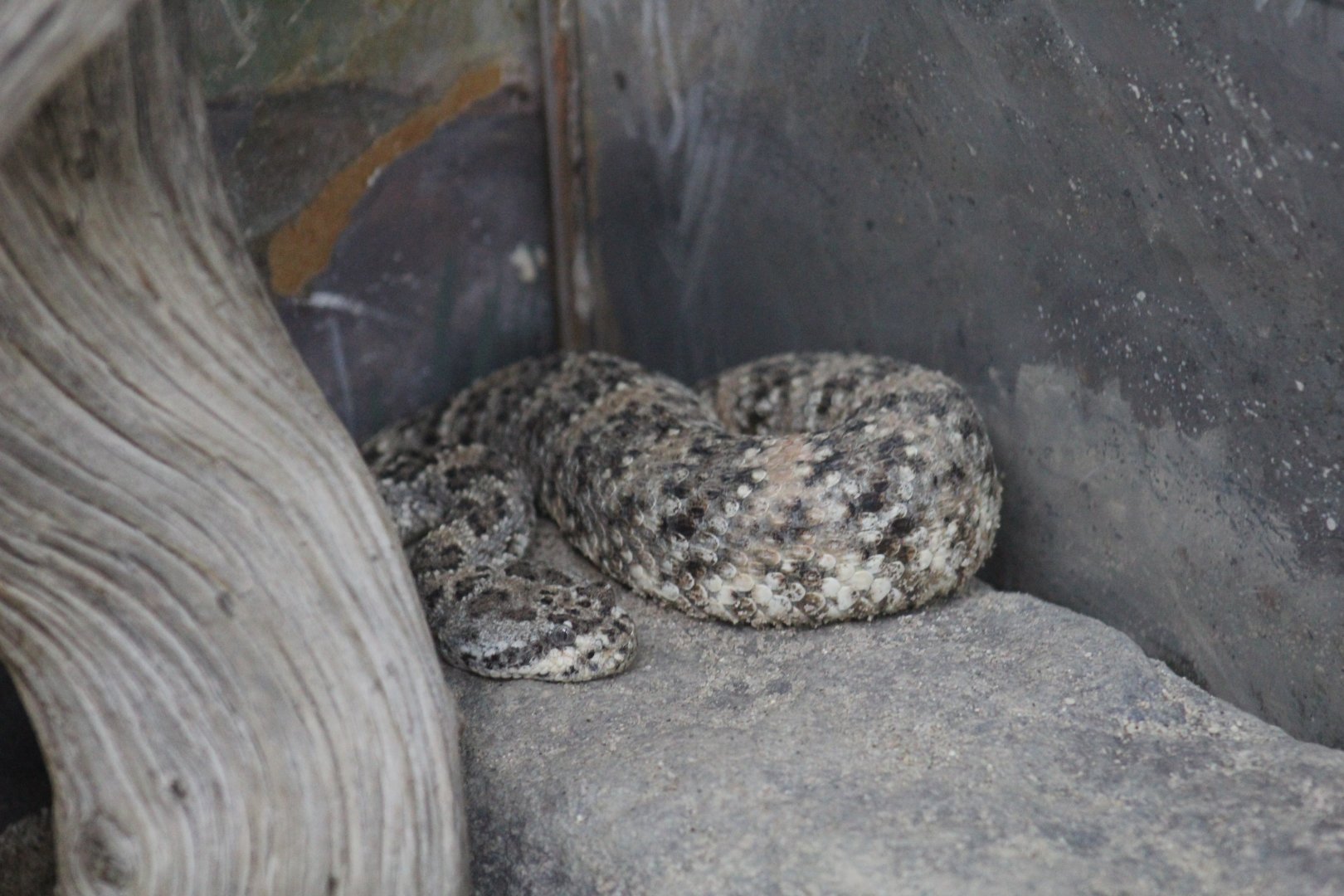 Mitchell's Rattlesnake
