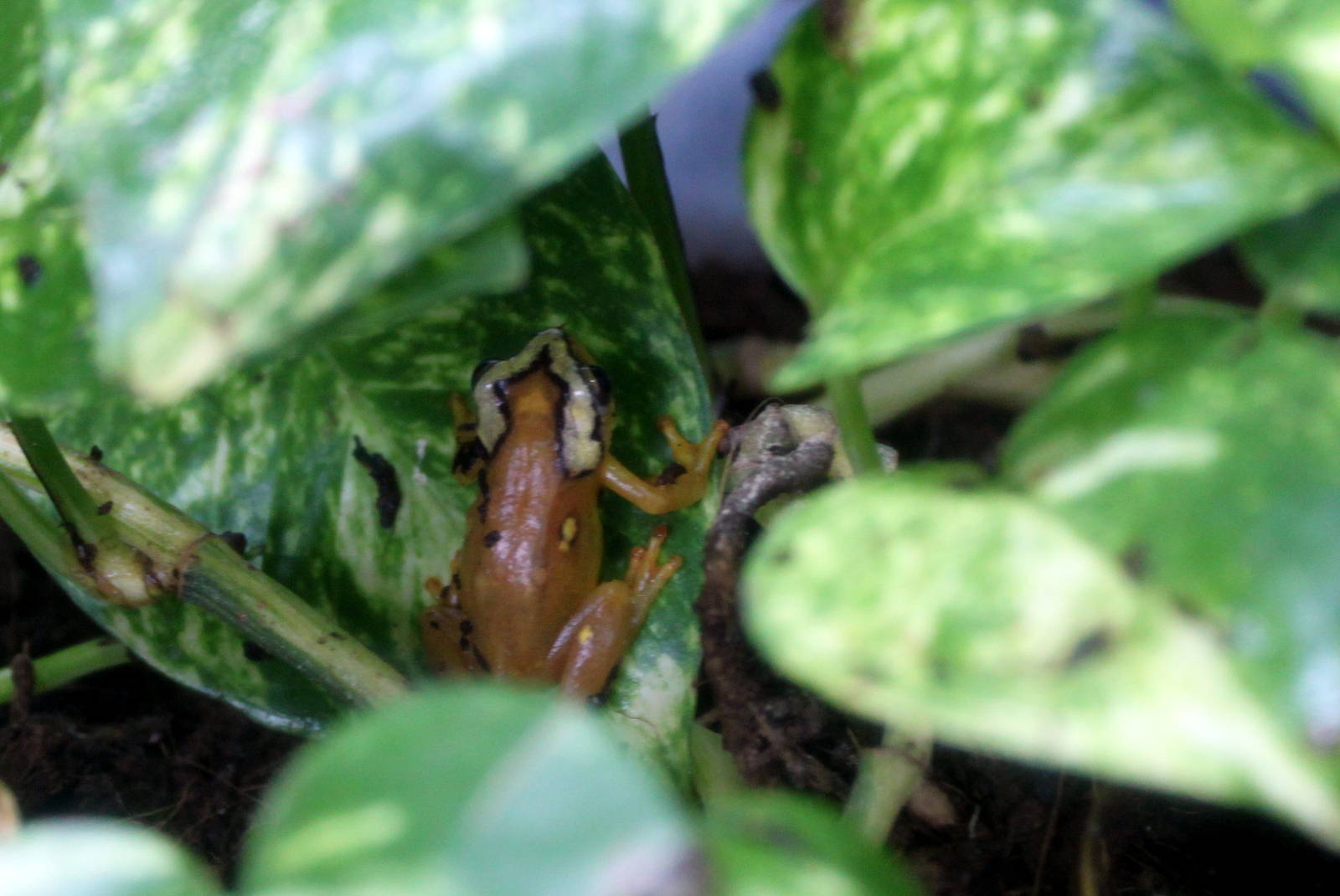 Mitchell's Reed Frog
