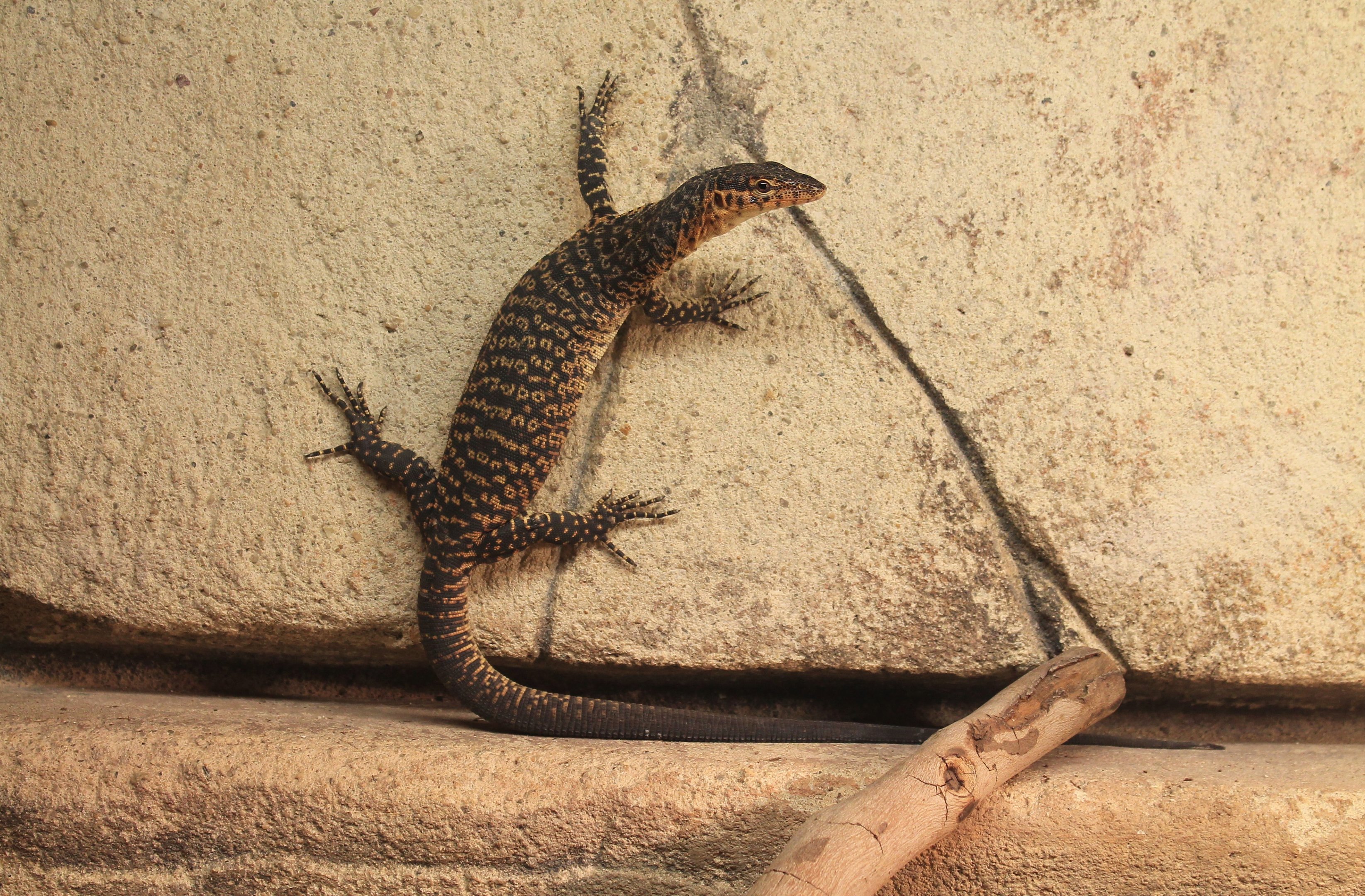 Mitchell's Water Goanna (Varanus mitchelli)