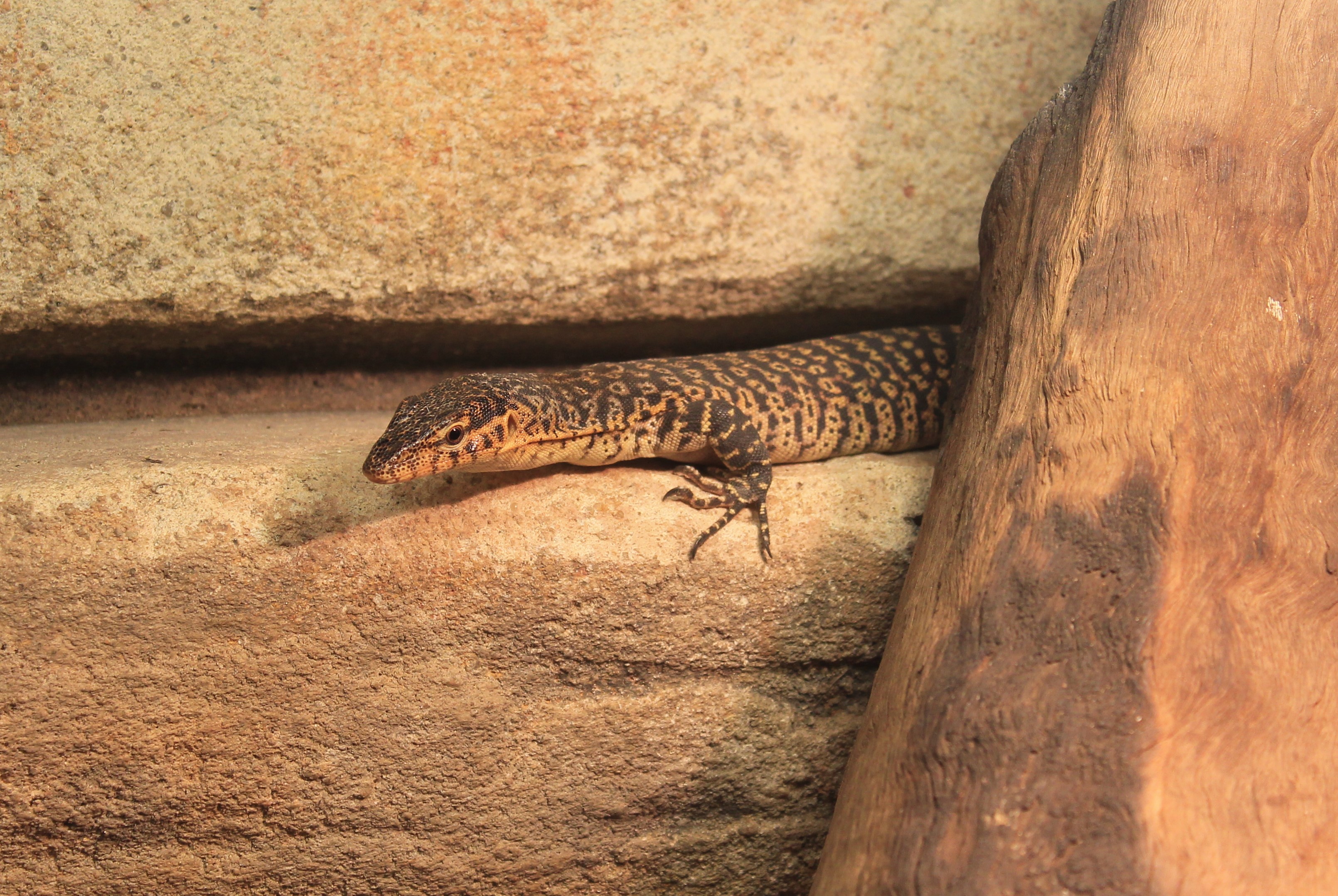Mitchell's Water Goanna (Varanus mitchelli)