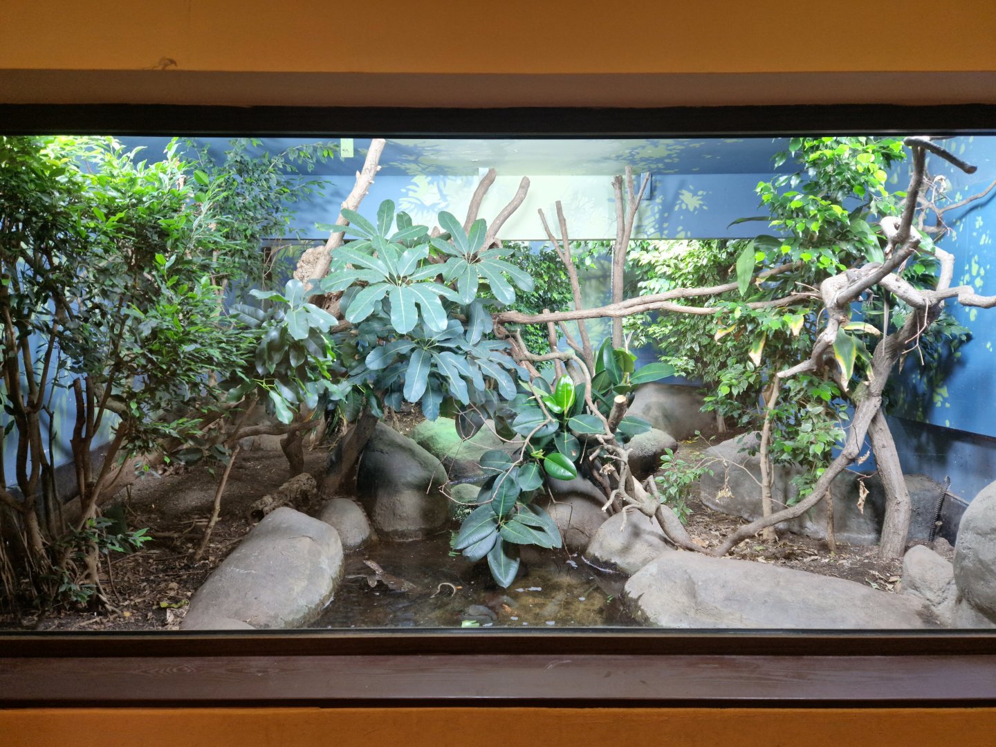 Mitchell's water monitor enclosure
