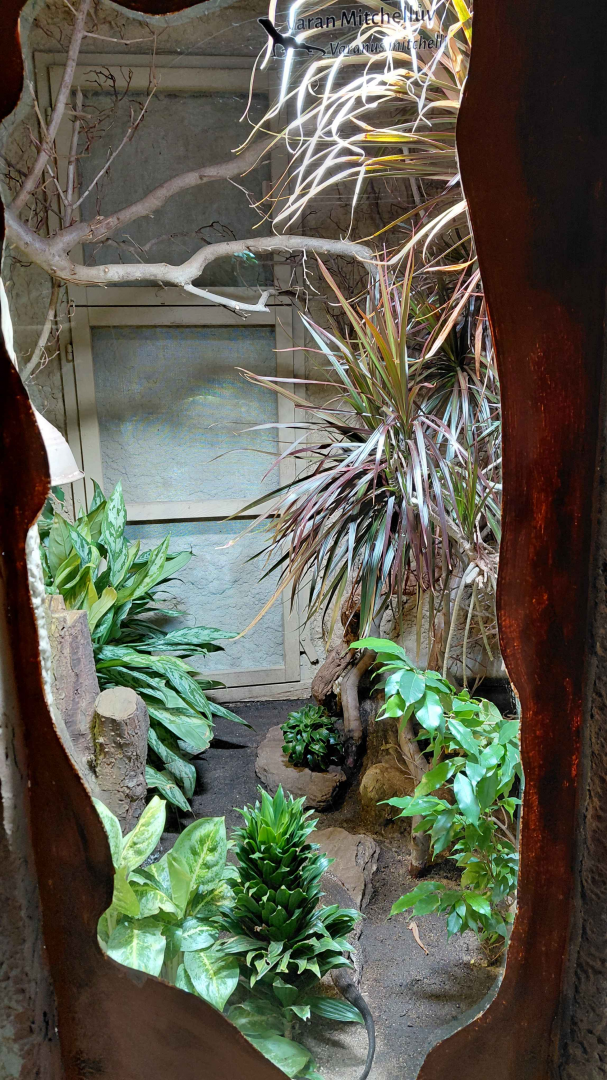 Mitchell's water monitor exhibit