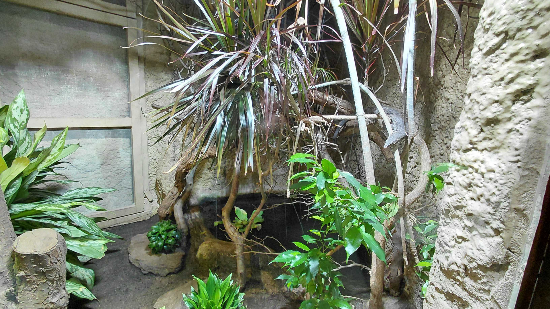 Mitchell's water monitor exhibit