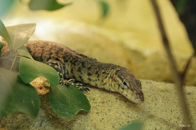 Mitchell's water monitor (Varanus mitchelli)