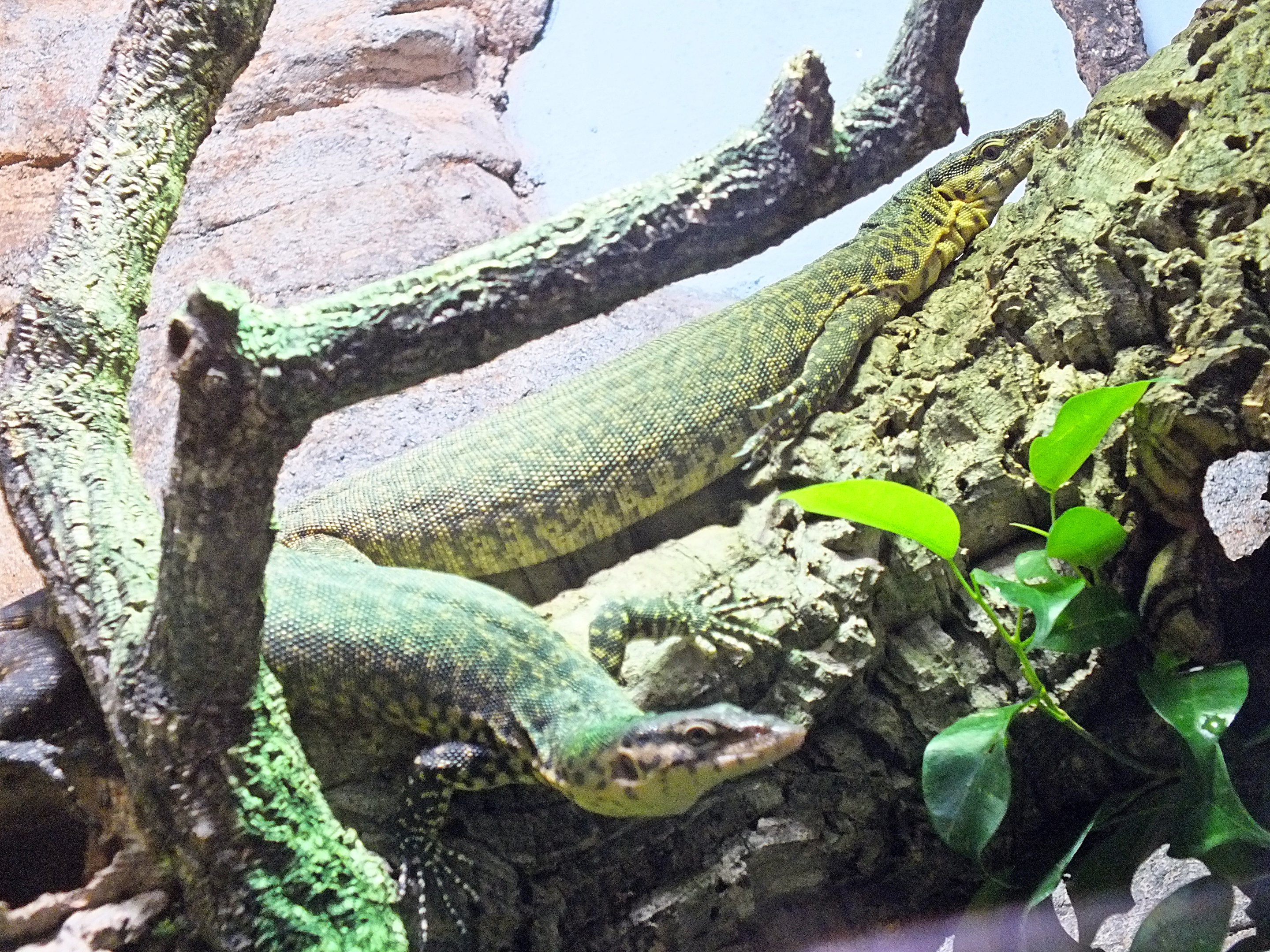 Mitchell's water monitors