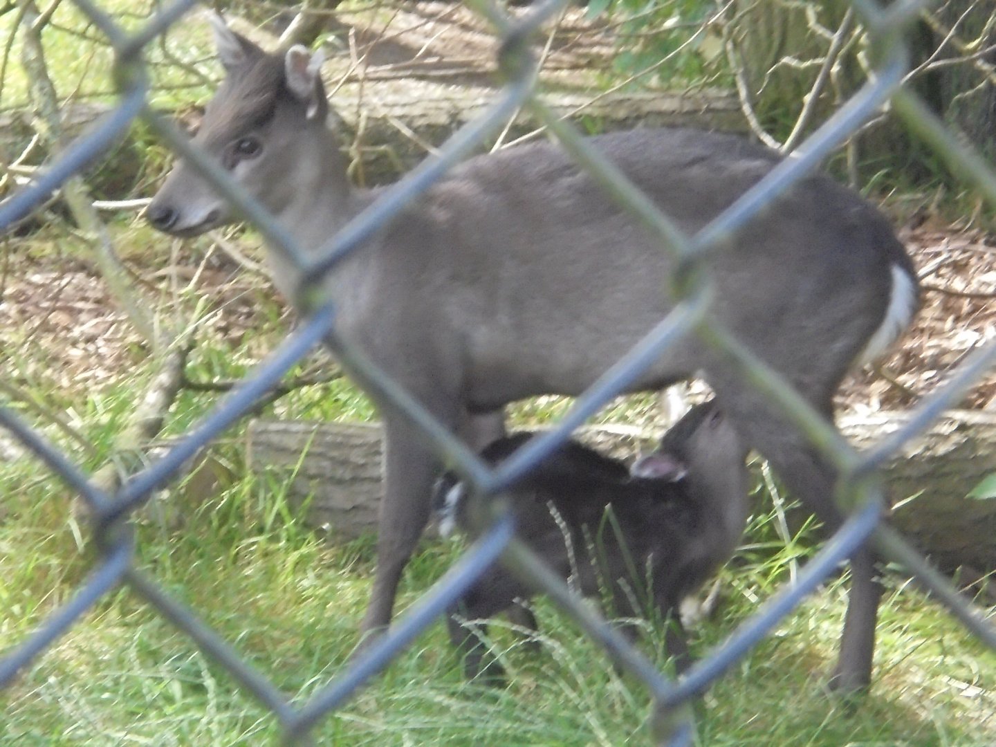 Mitchie's deer and fawn