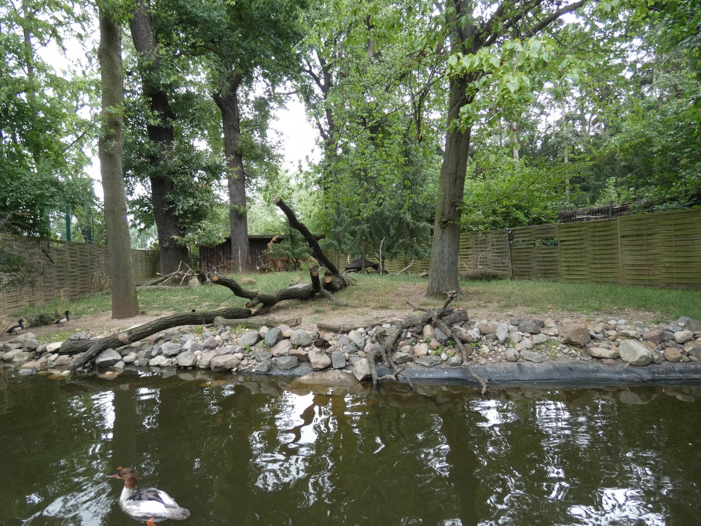 Mitchie's Tufted Deer enclosure