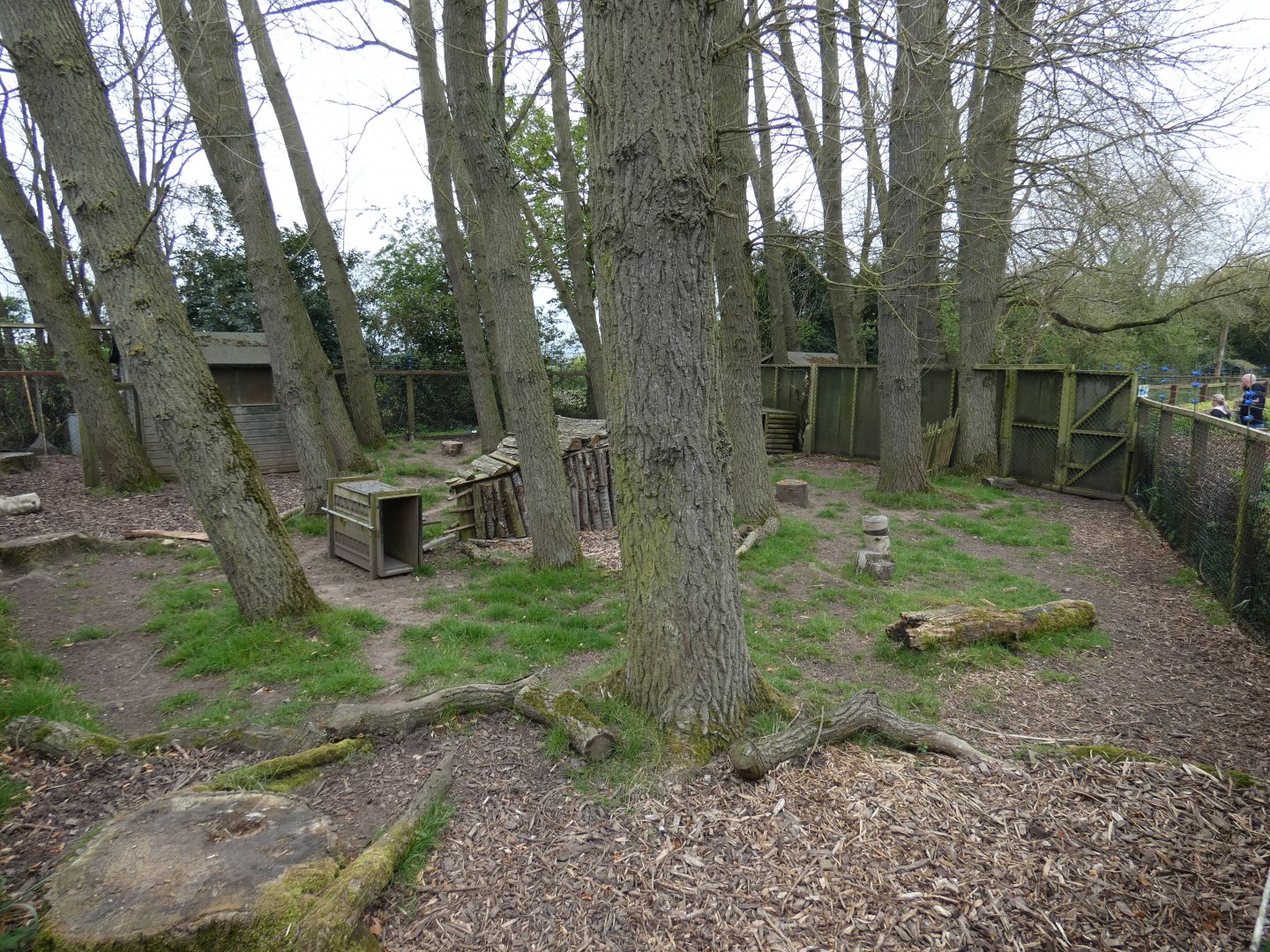 Mitchie's tufted deer enclosure