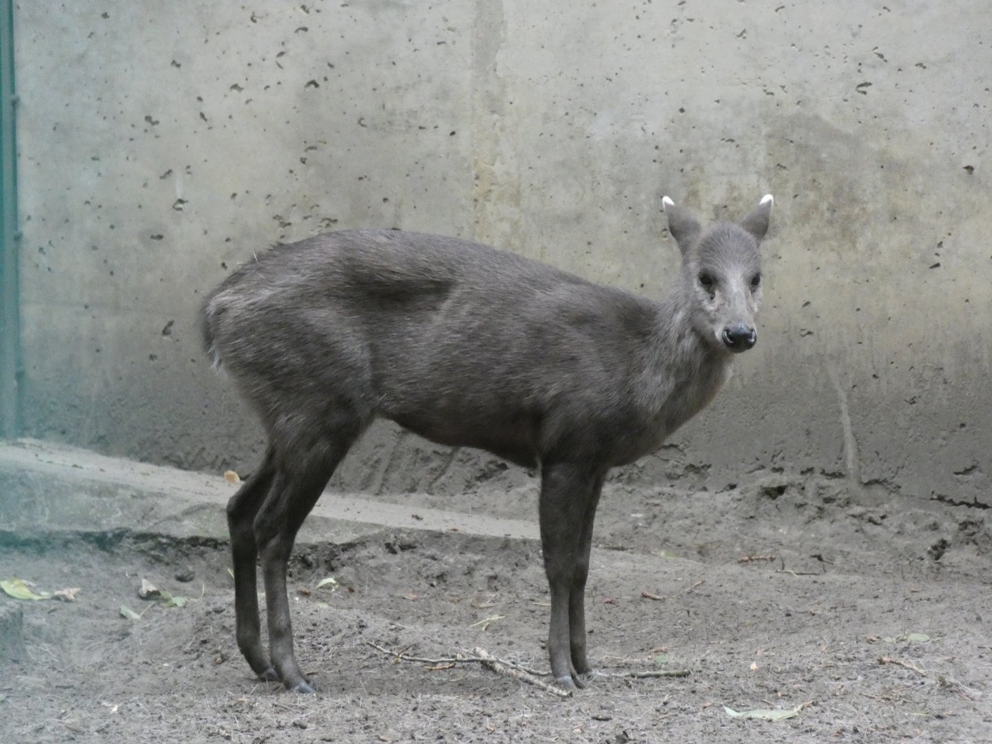 Mitchie's Tufted Deer