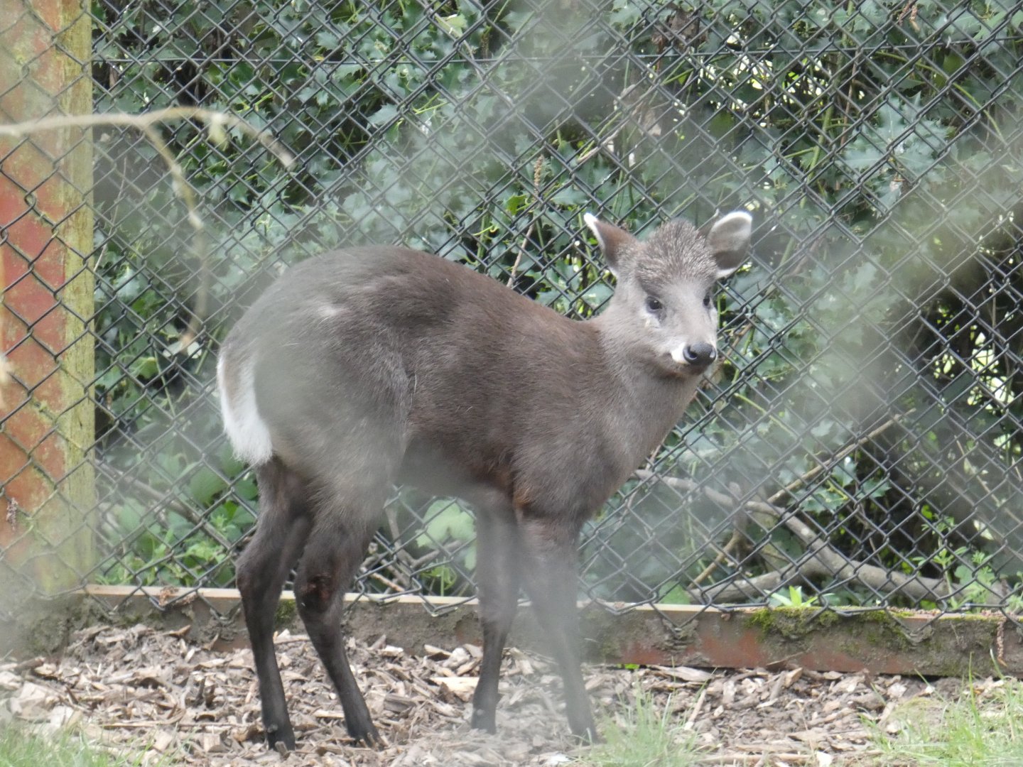 Mitchie's tufted deer