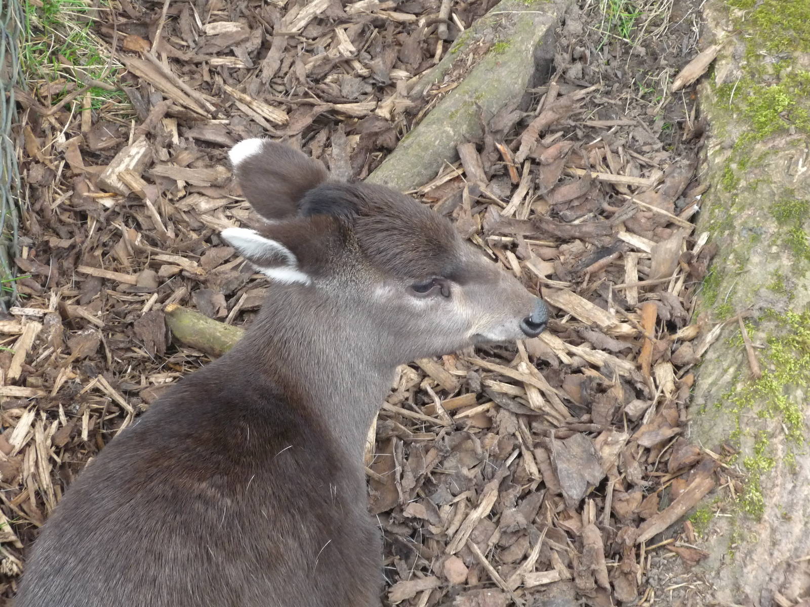 Mitchies Tufted Deer
