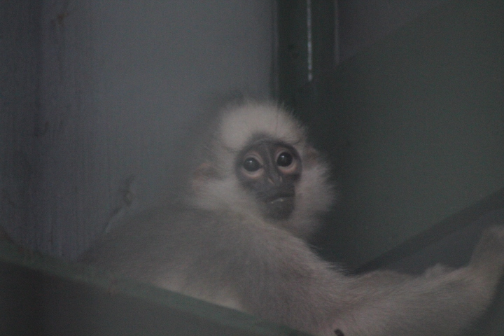 Mitered langur (Presbytis mitrata)