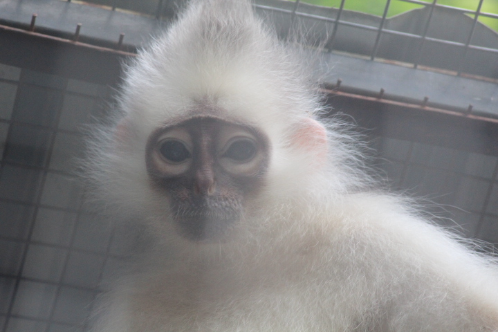 Mitered langur (Presbytis mitrata)