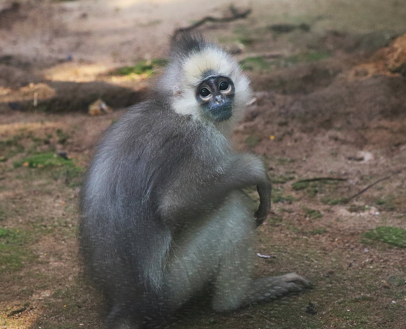 Mitered langur