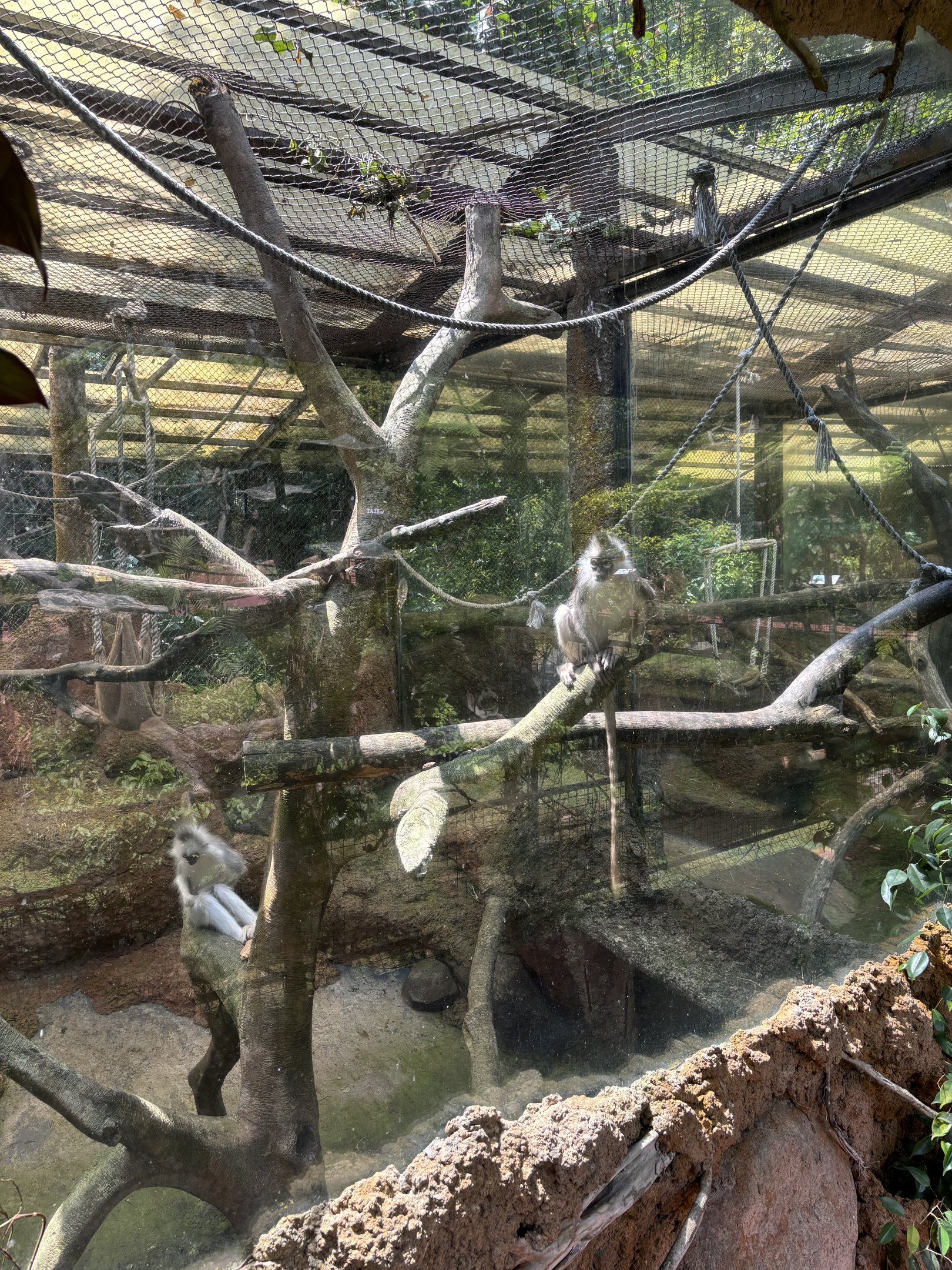 Mitered Surili Exhibit