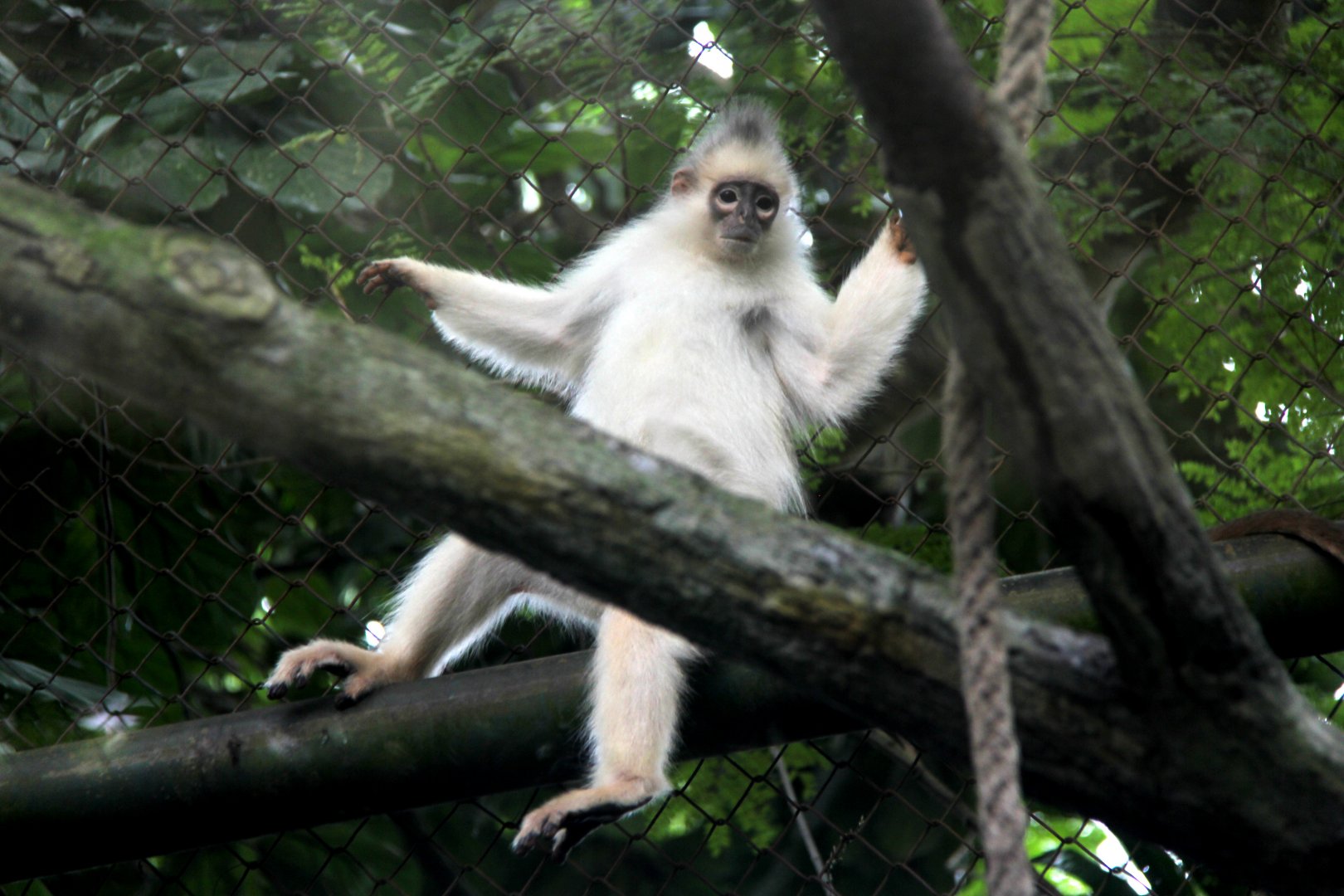 Mitered surili (Presbytis mitrata)