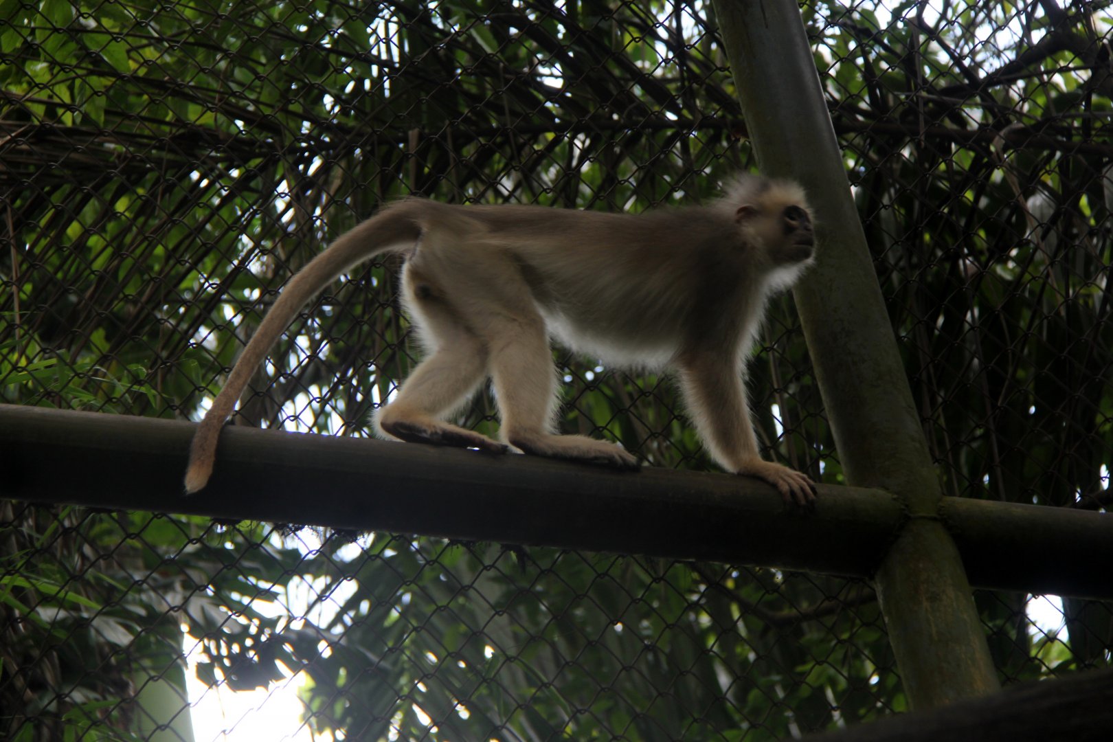 Mitered surili (Presbytis mitrata)