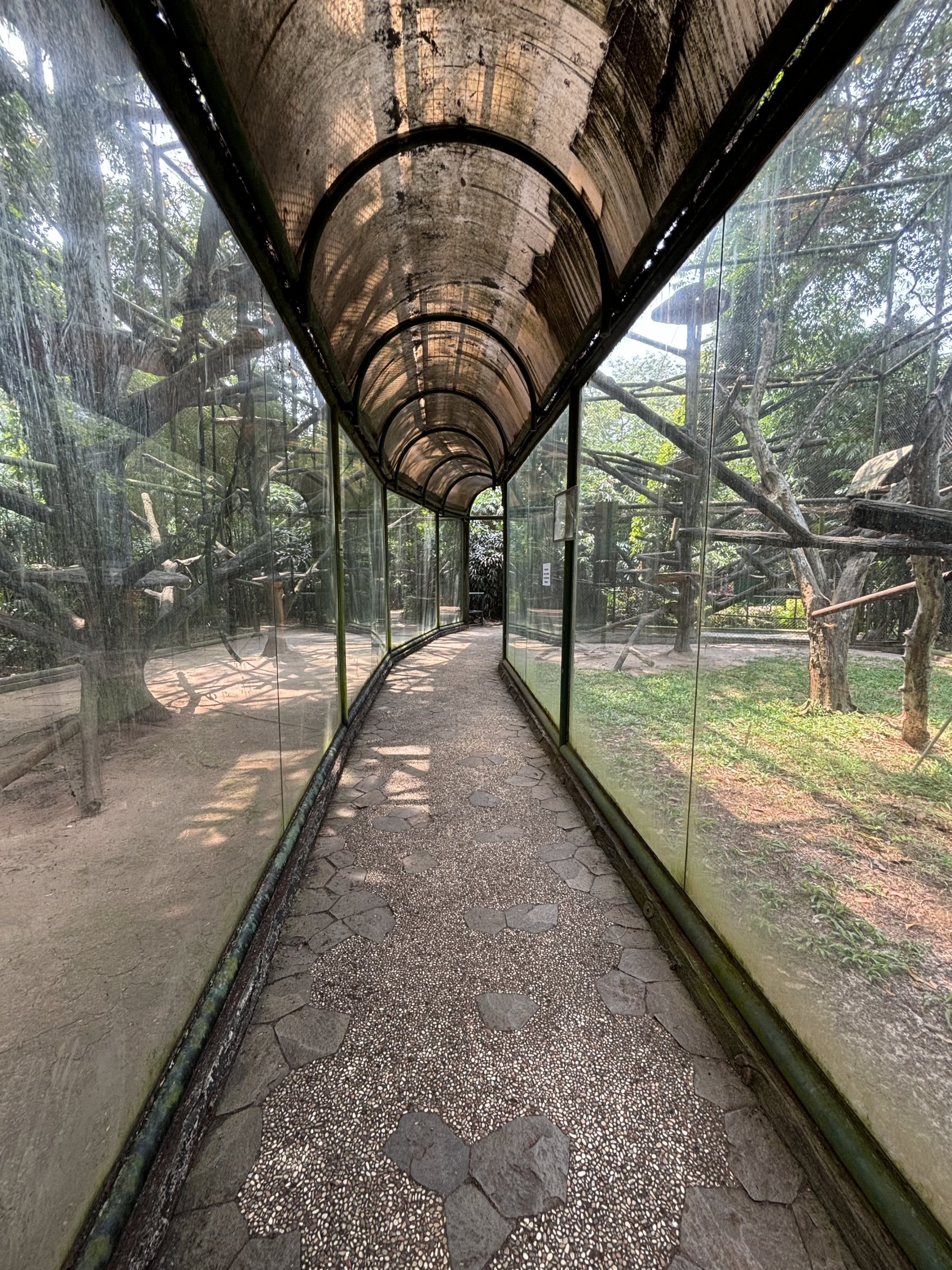 Mitered Surili + Proboscis Monkey Exhibits