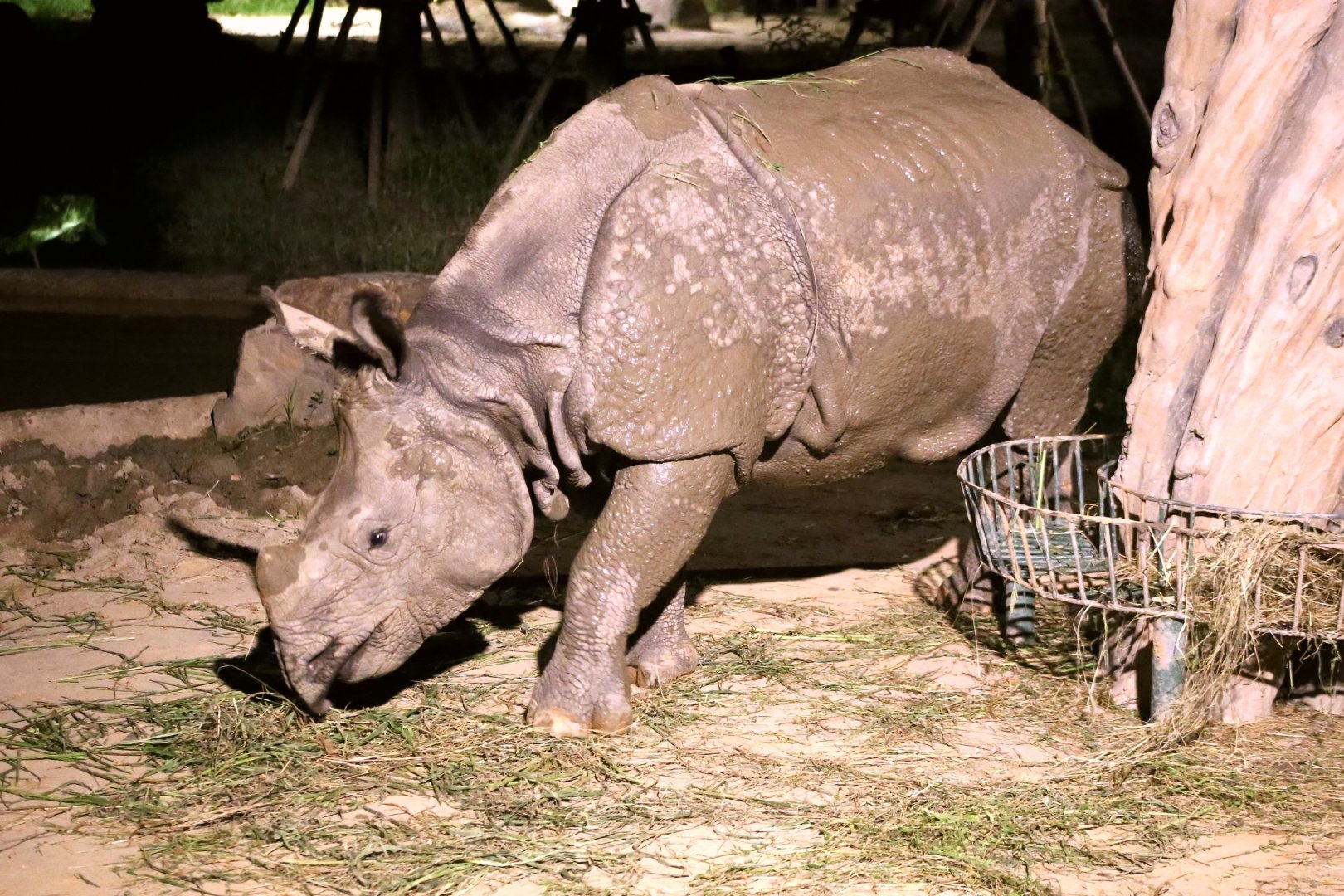 Mitini the Indian Rhinoceros