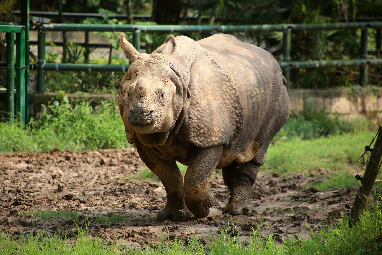 Mitini the Indian Rhinoceros