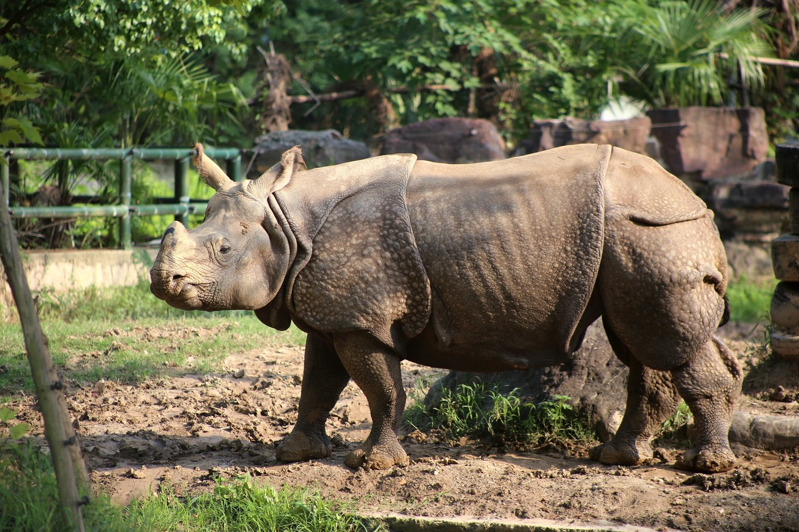 Mitini the Indian Rhinoceros