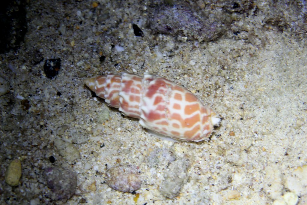 Mitre Snail - Mitra stictica