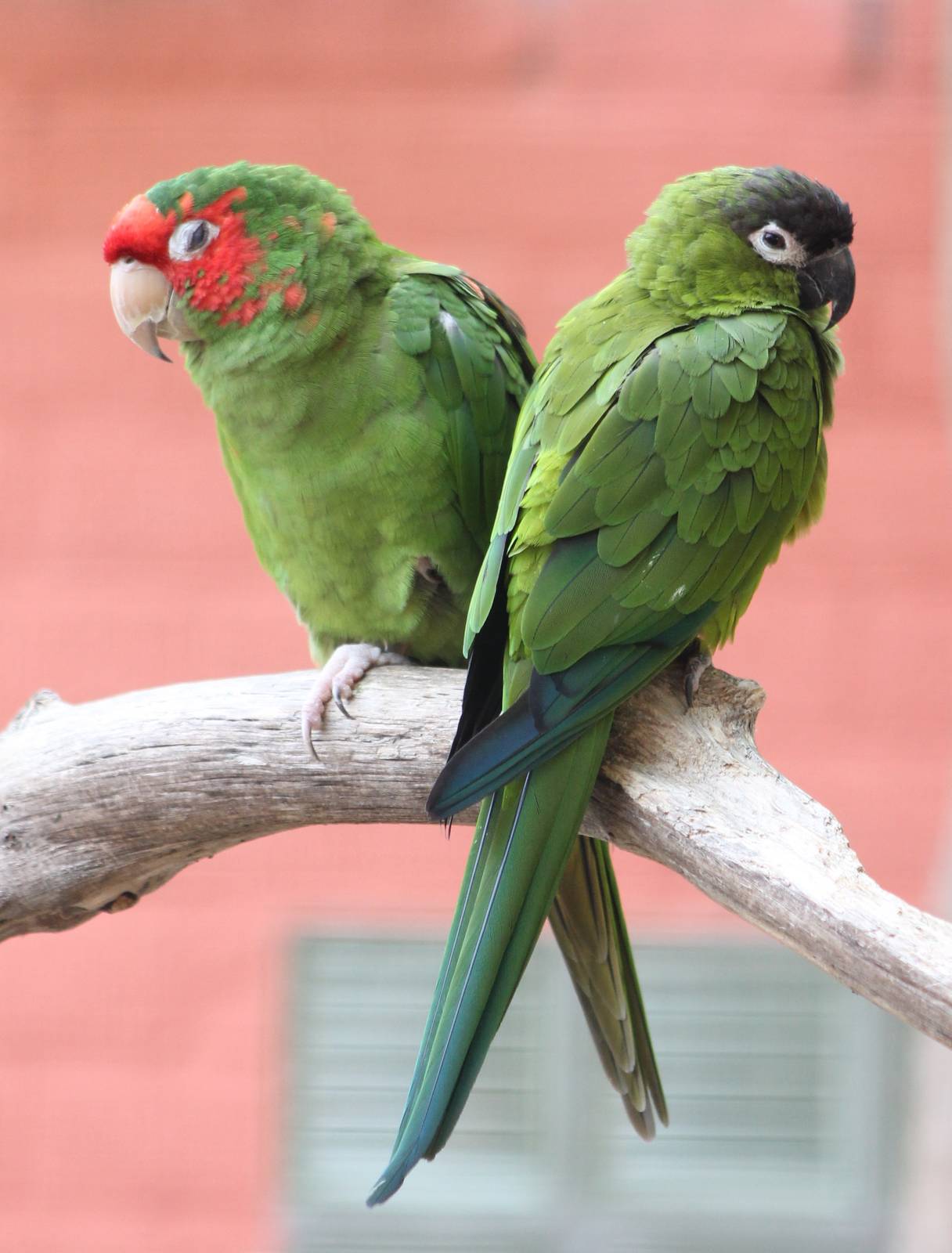 Mitred and Nanday conures