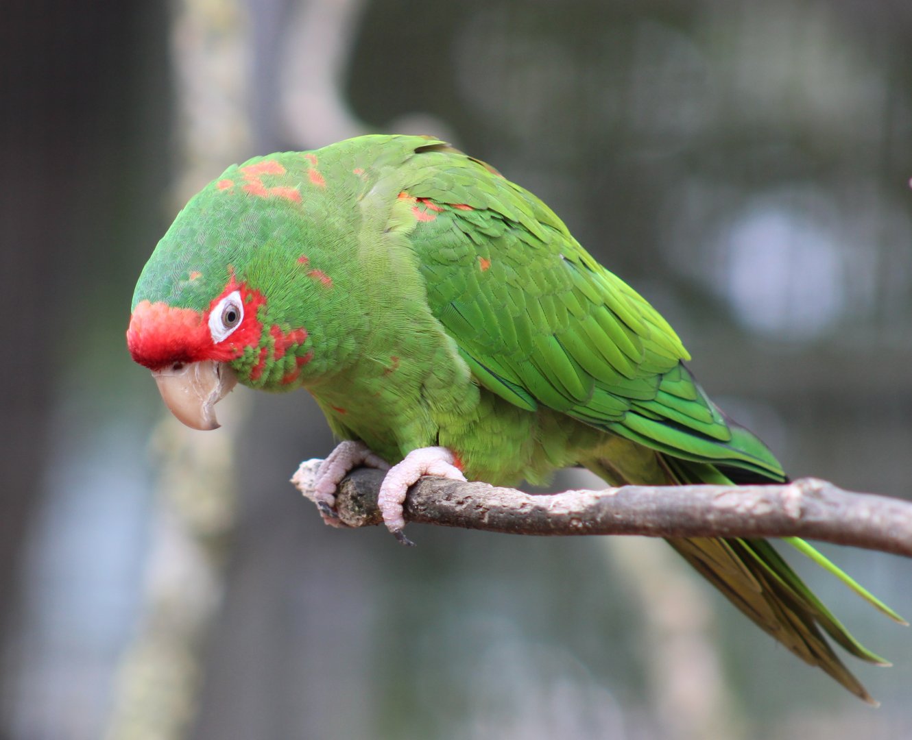 Mitred conure