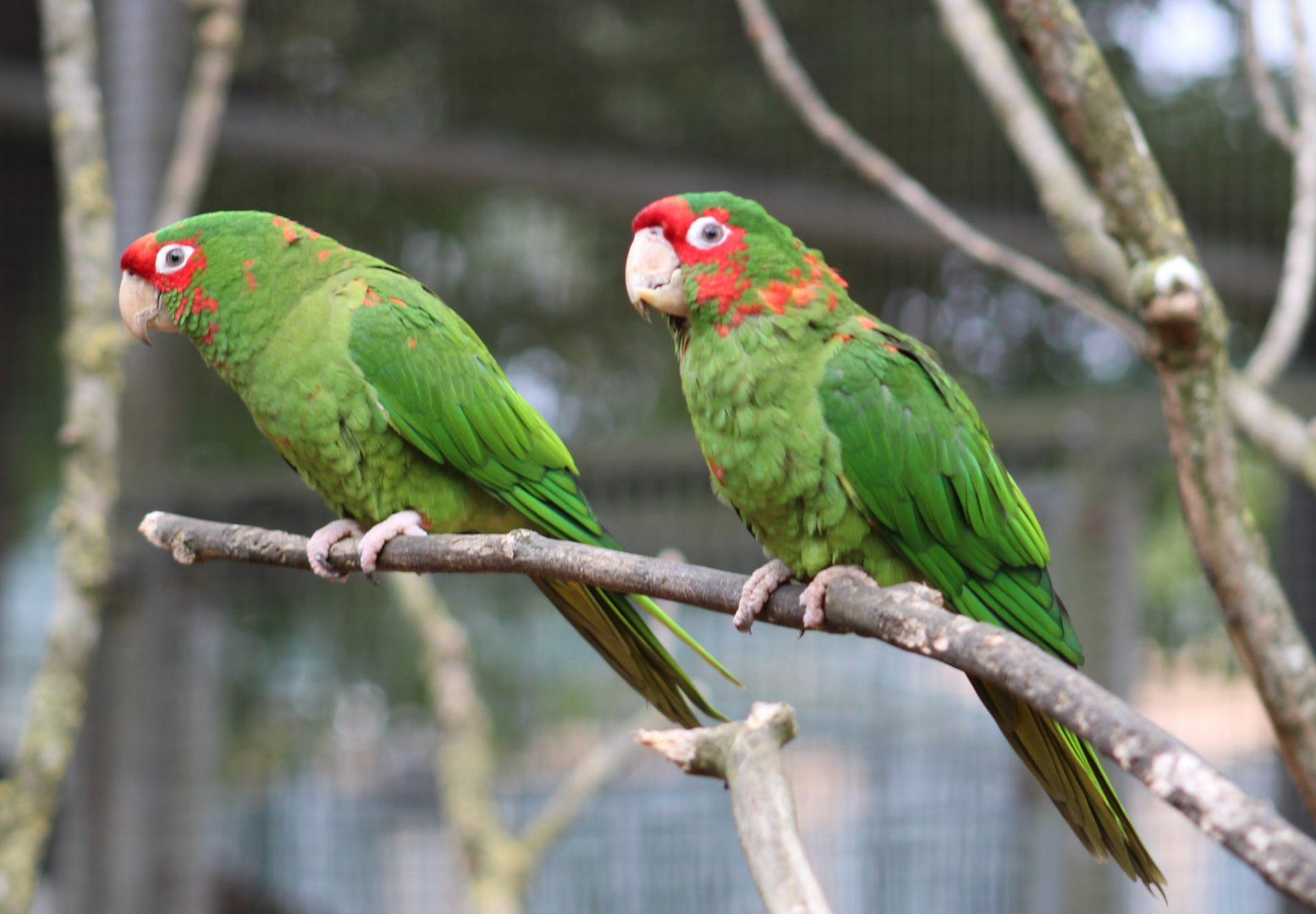 Mitred conures