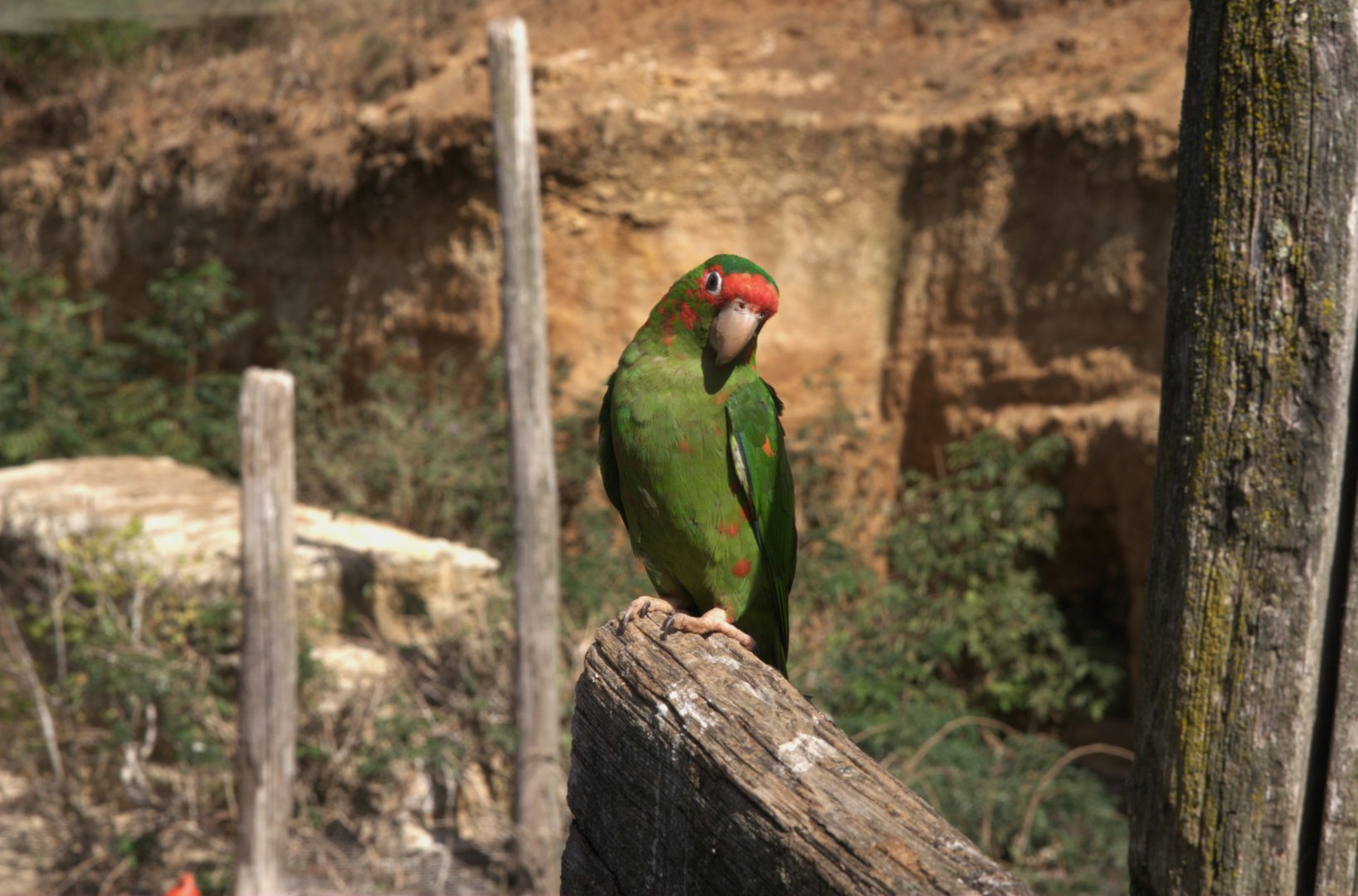 Mitred Parakeet (Psittacara mitratus), 27-08-25