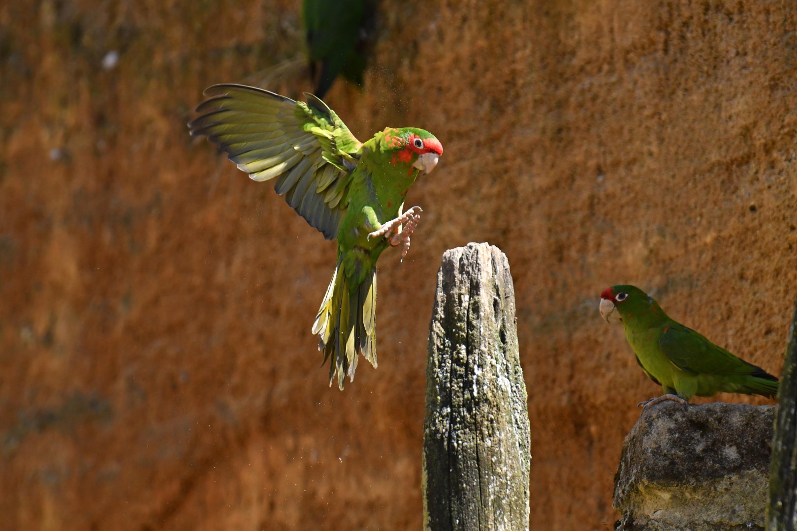 Mitred parakeet (Psittacara mitratus)