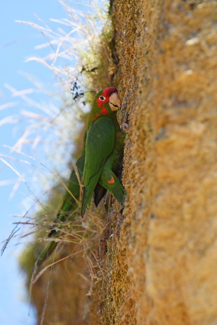 Mitred parakeet (Psittacara mitratus)