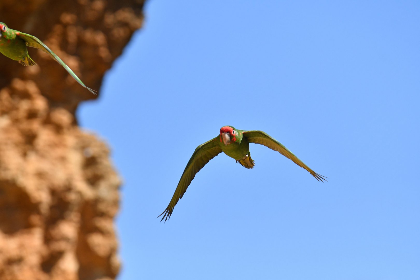Mitred parakeet (Psittacara mitratus)