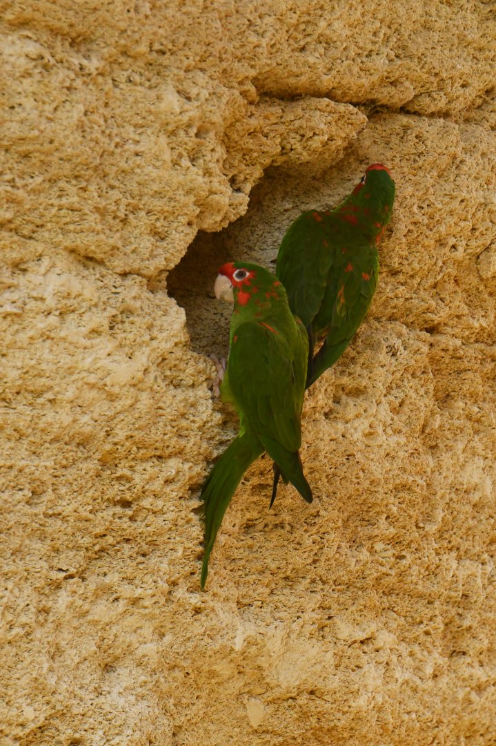 Mitred Parakeet (Psittacara mitratus)
