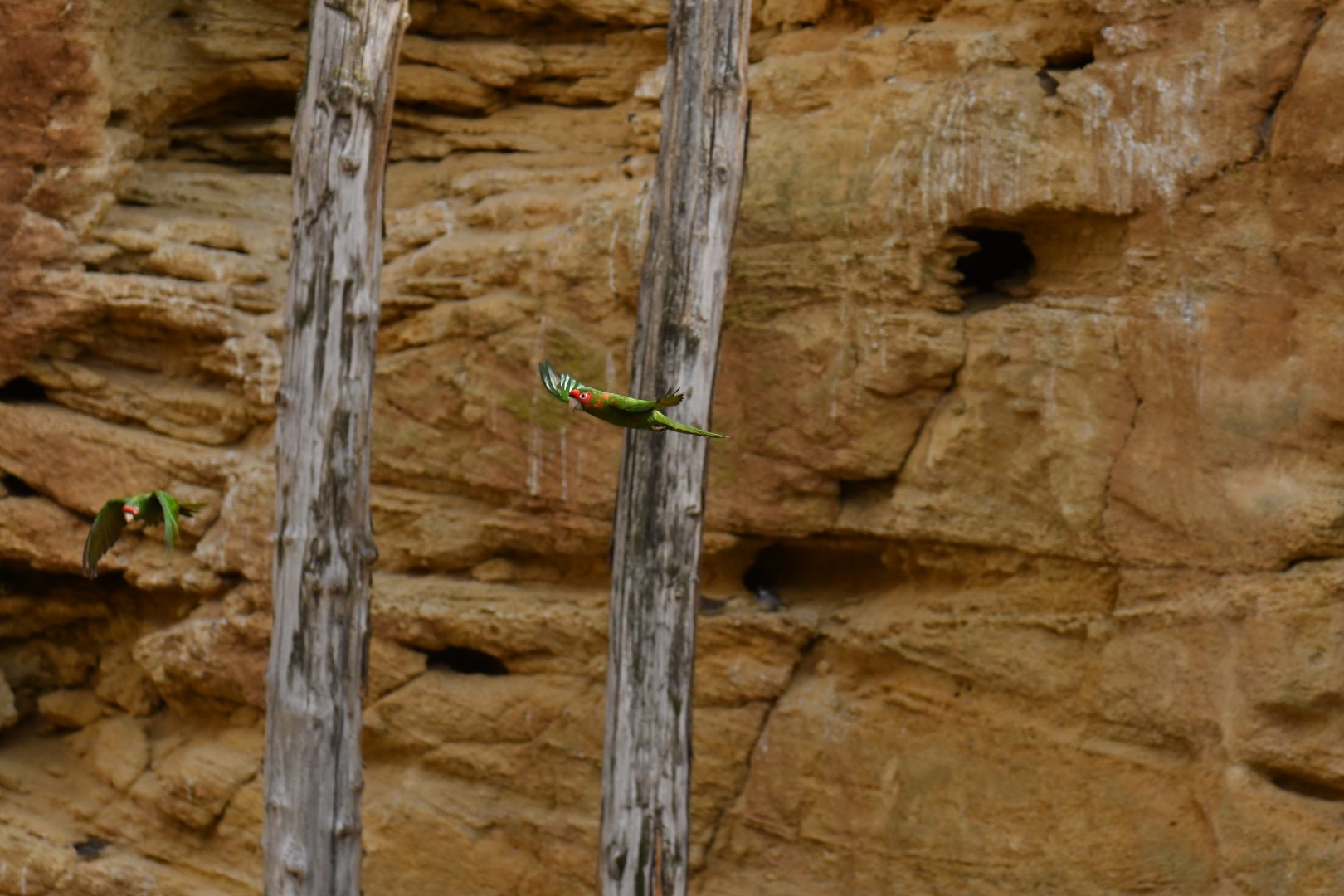 Mitred Parakeet (Psittacara mitratus)