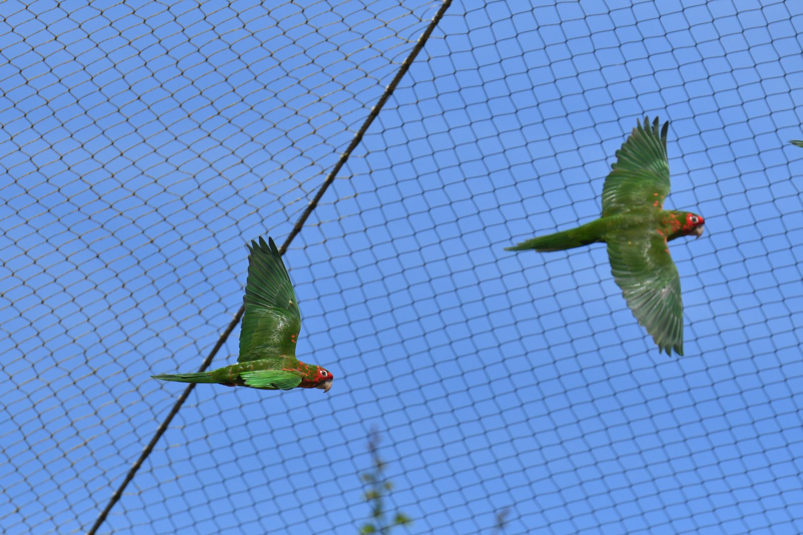 Mitred Parakeet (Psittacara mitratus)