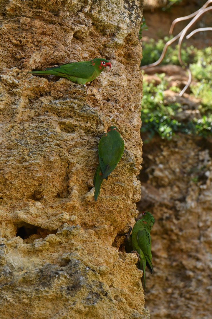 Mitred Parakeet (Psittacara mitratus)