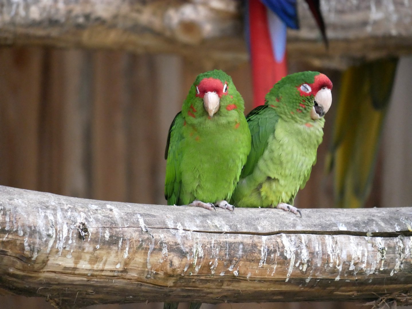 Mitred parakeet (Psittacara mitratus)