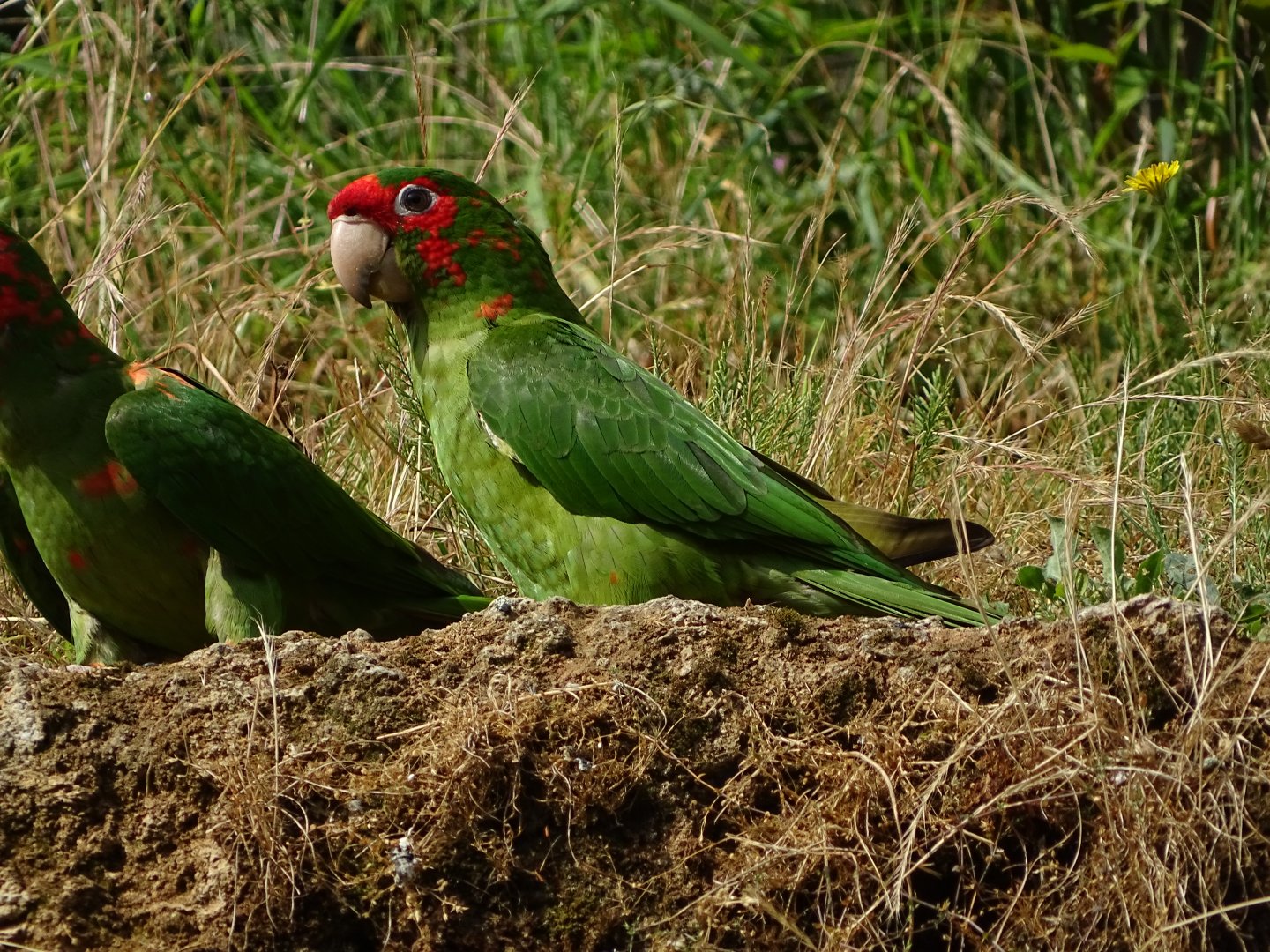 Mitred parakeet (Psittacara mitratus)