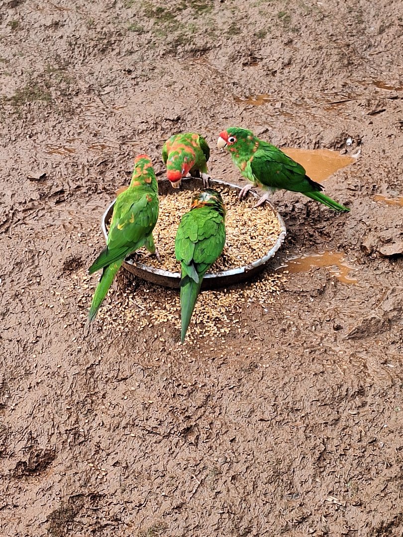 Mitred Parakeets
