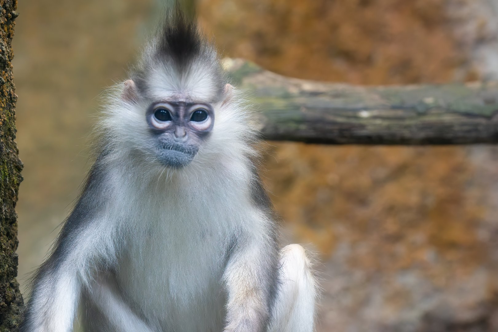 Mitred Sumatran Leaf Money - Presbytis melalophos - Primate Centre - Photo 2