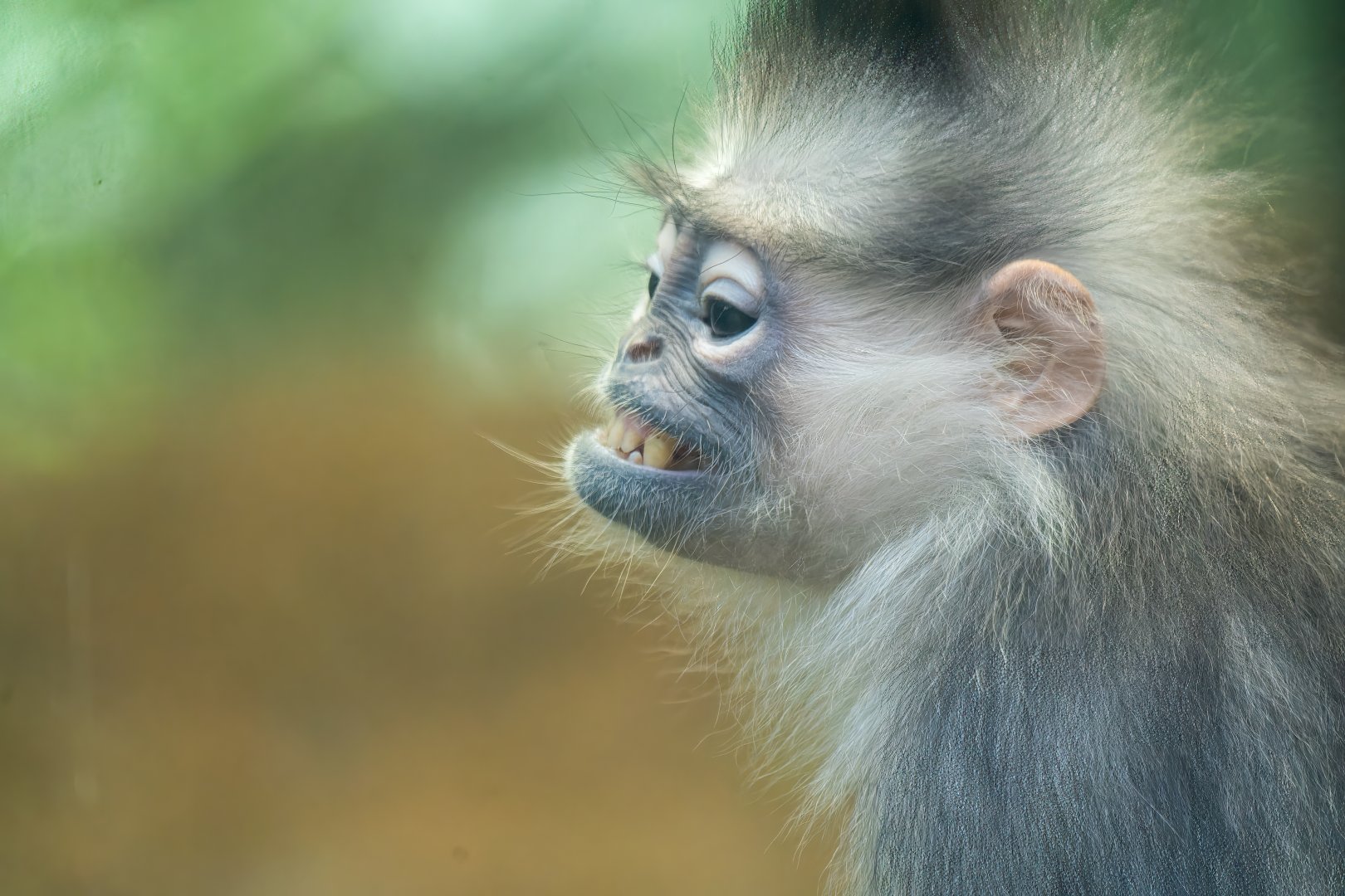 Mitred Sumatran Leaf Money - Presbytis melalophos - Primate Centre