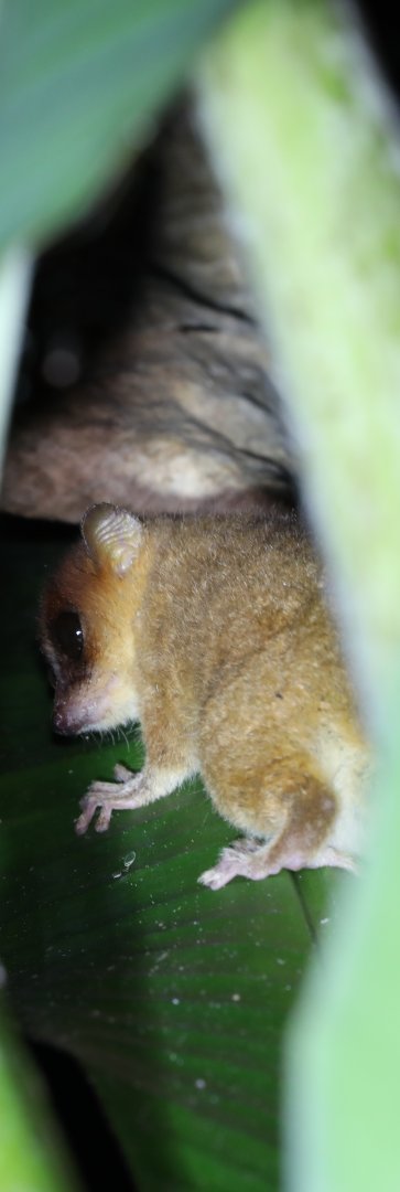 Mittermeier's mouse lemur (Microcebus mittermeieri)