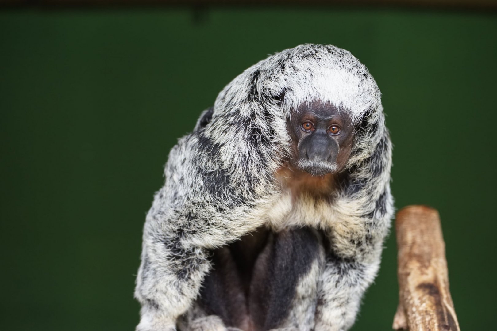 Mittermeier’s Saki