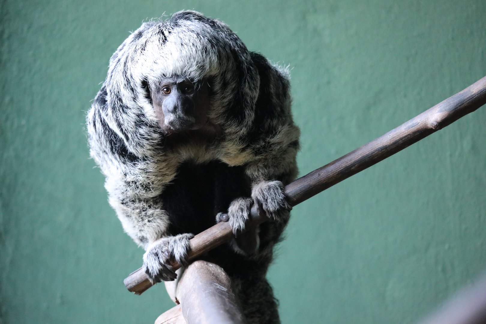 Mittermeier's Tapajós saki (Pithecia mittermeieri)
