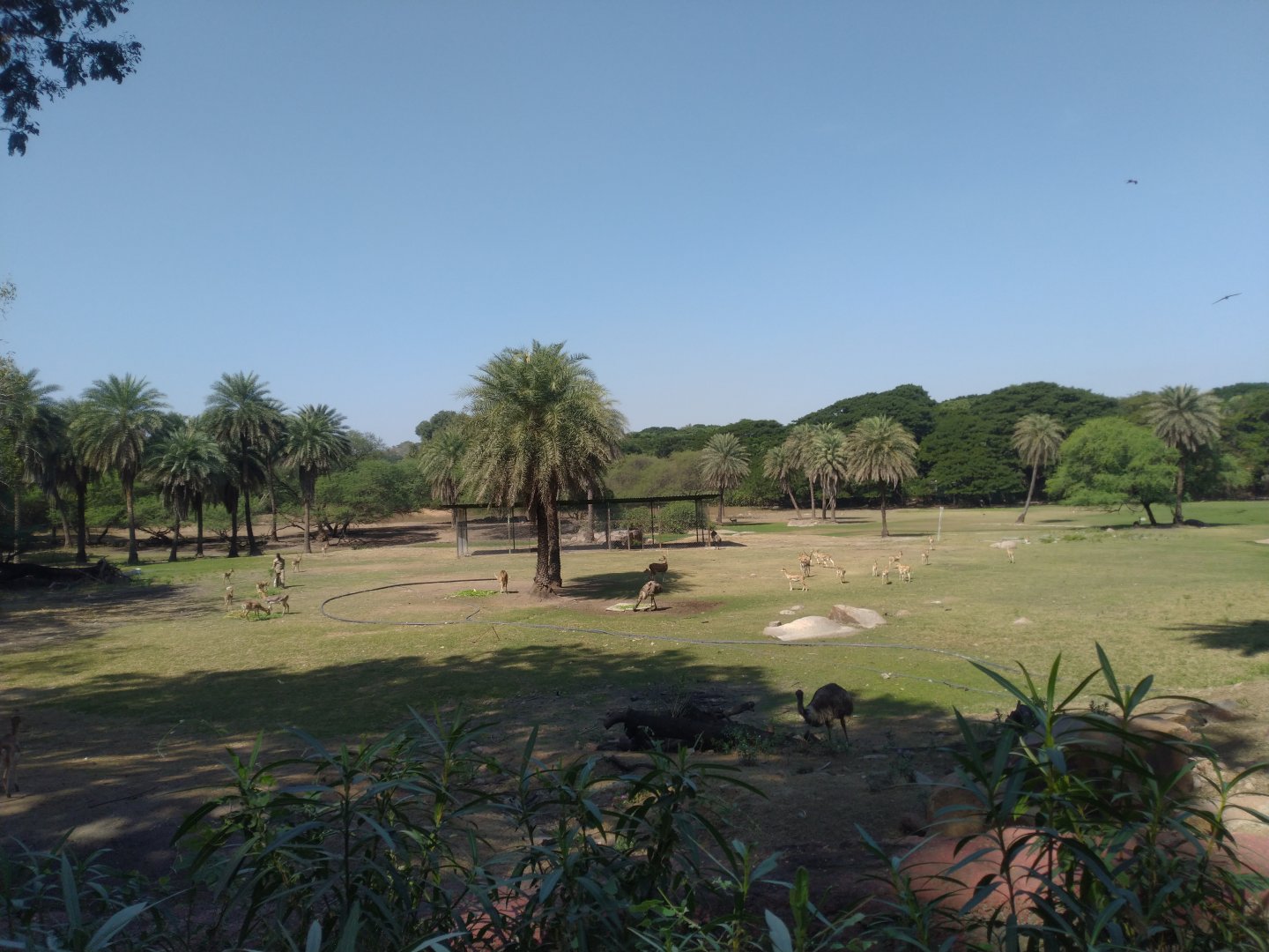 Mix species enclosure