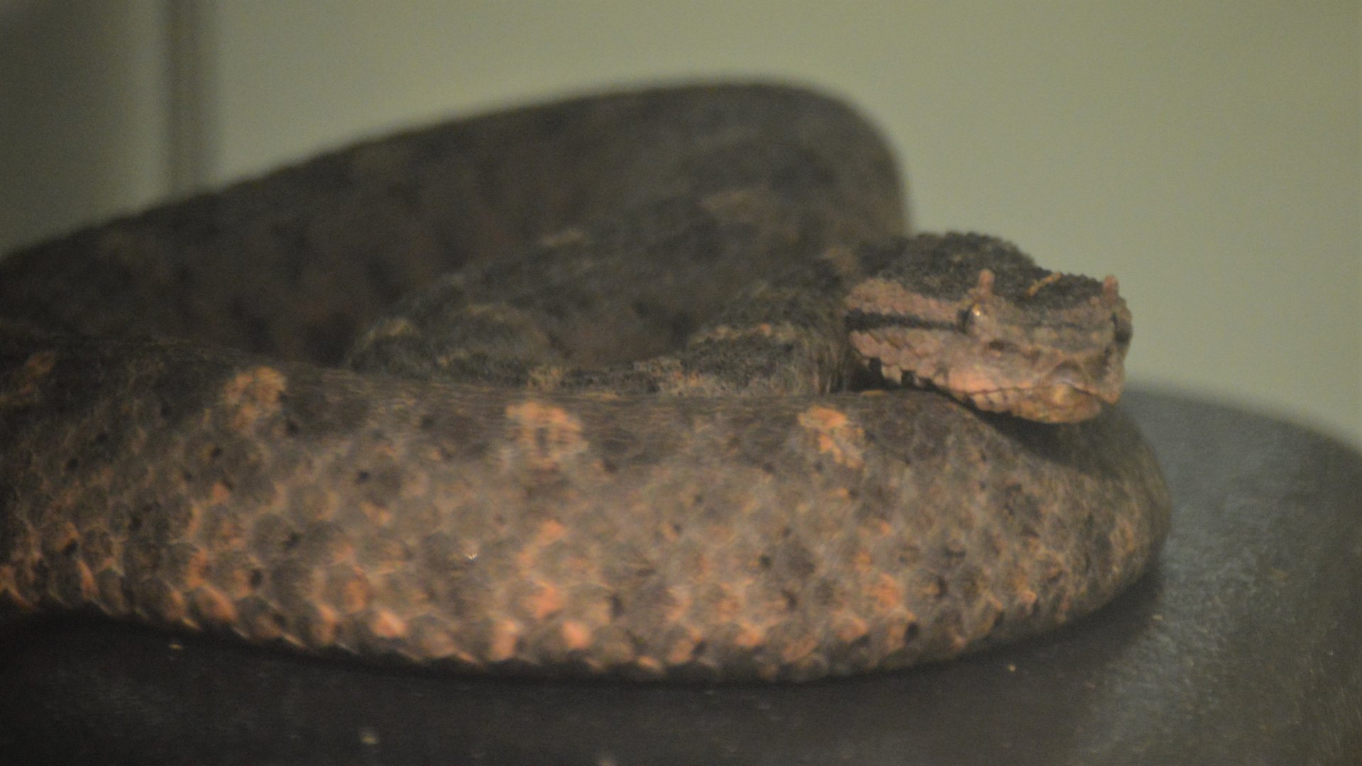 Mixcoatlus melanurus