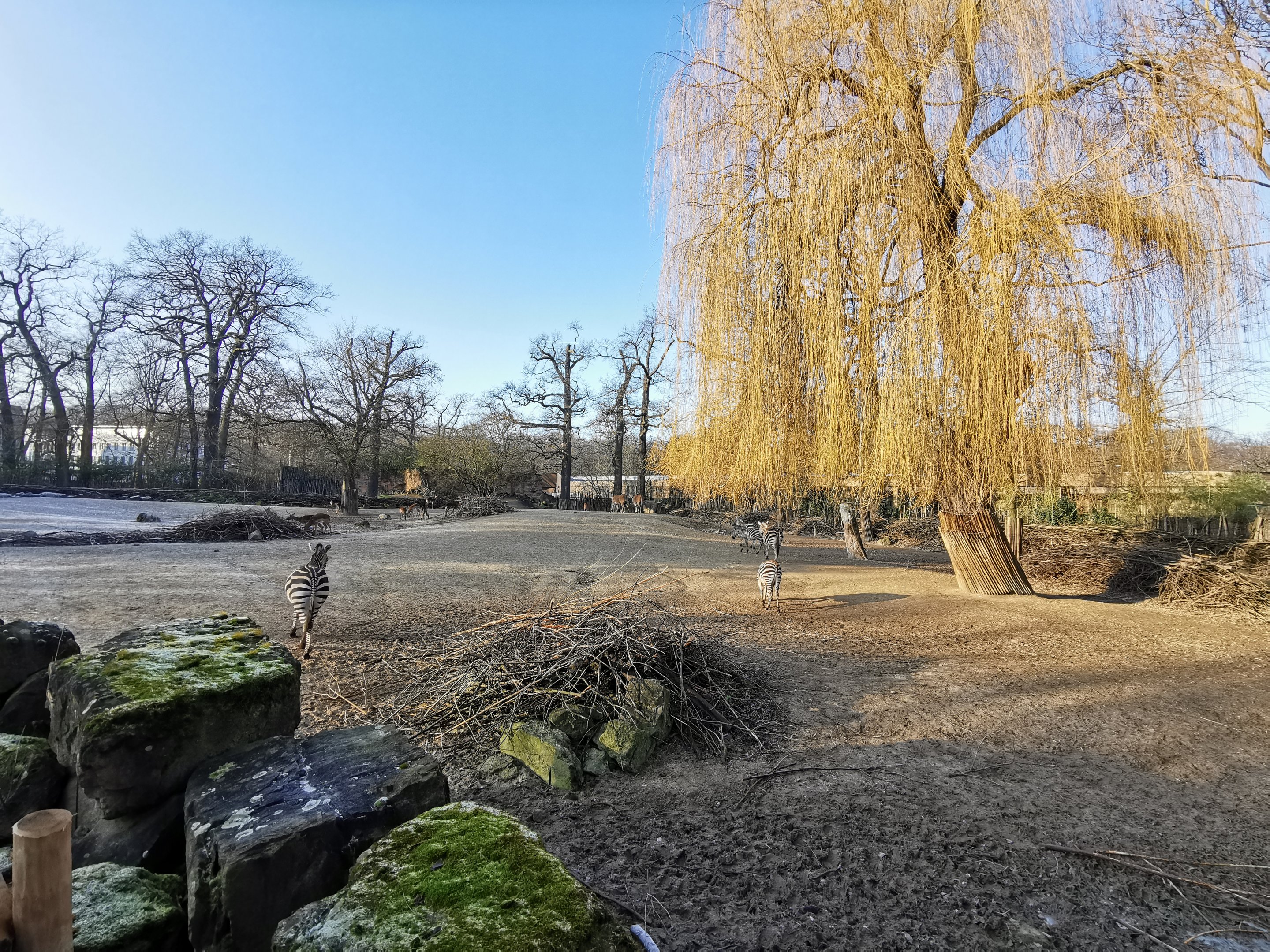 Mixed african animals - "Afrika Sambesi"