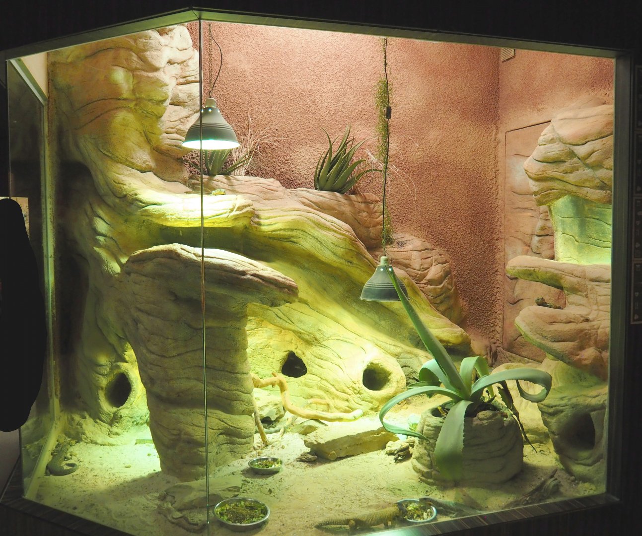 Mixed African arid habitats terrarium, 2021-07-17