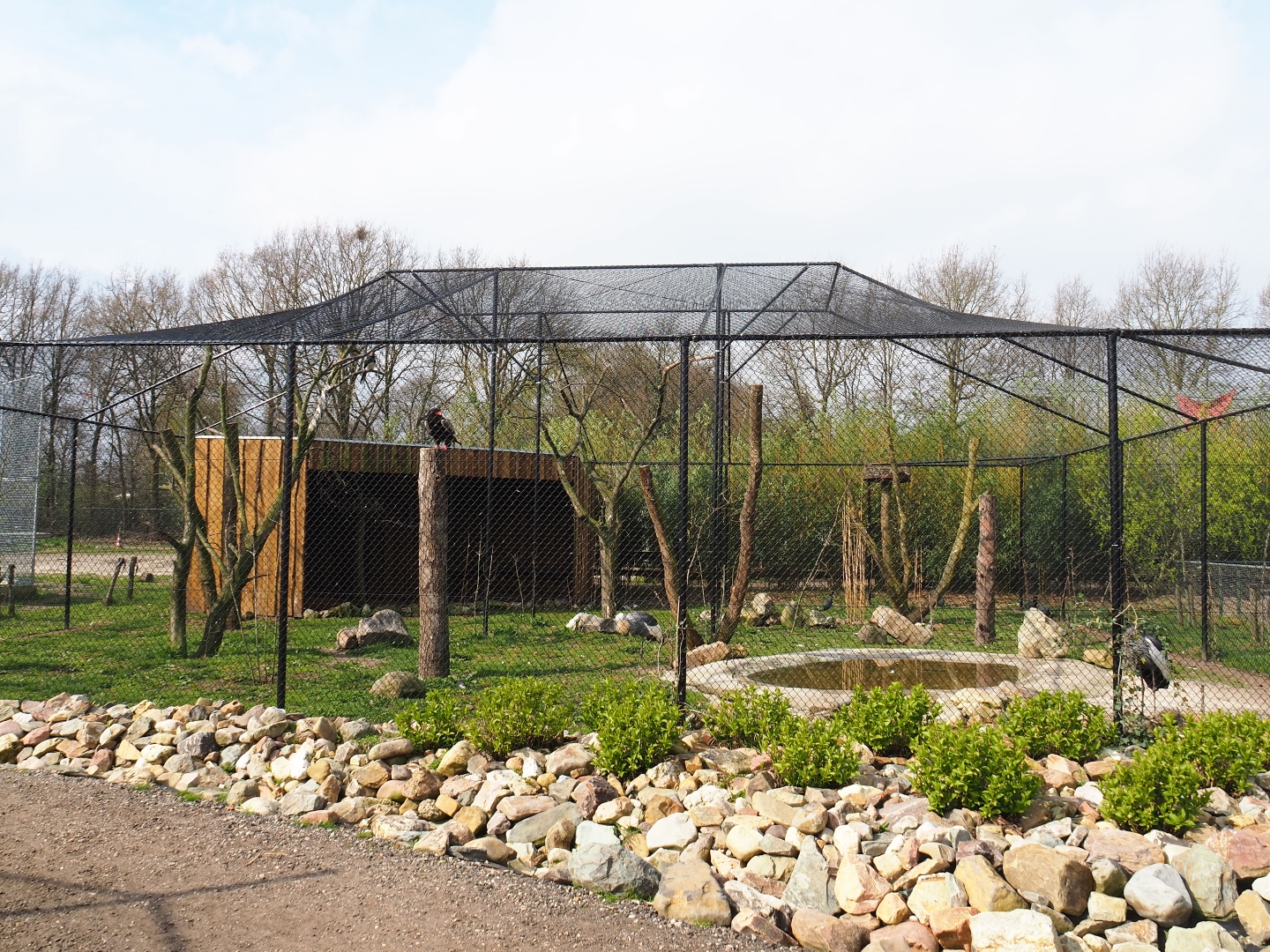 Mixed African aviary, 2019-04-06